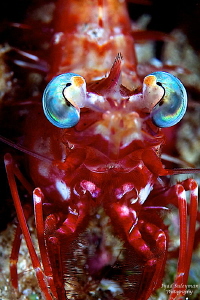 Shrimp Portrait by Iyad Suleyman 